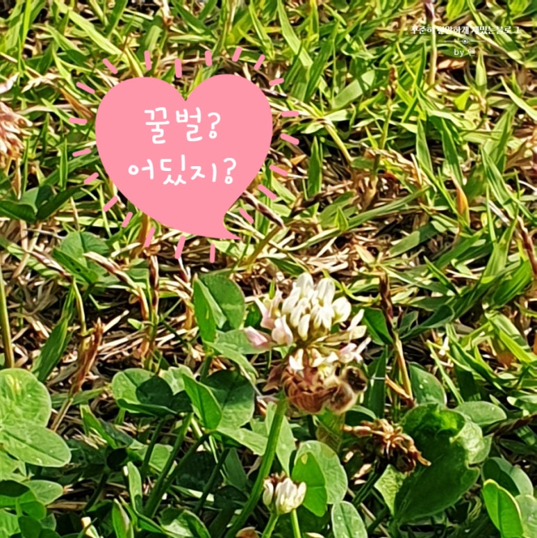 세잎클로버 이미지