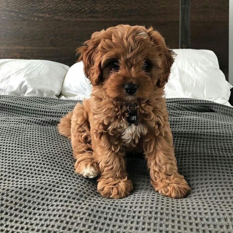 곰도리 이미지