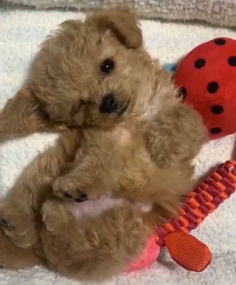 곰도리 이미지
