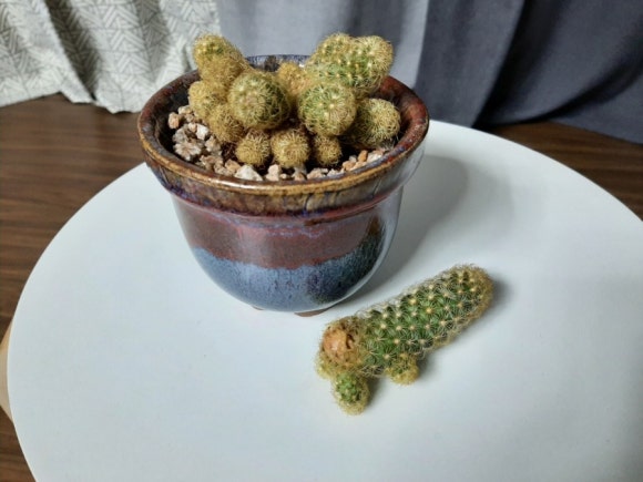 황금사 이미지
