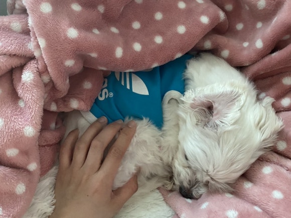 폼포코린 이미지