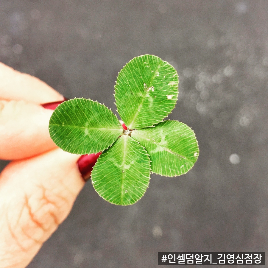 인셀덤알지 이미지