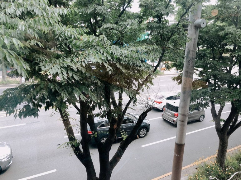 투썸플레이스 시청점 이미지