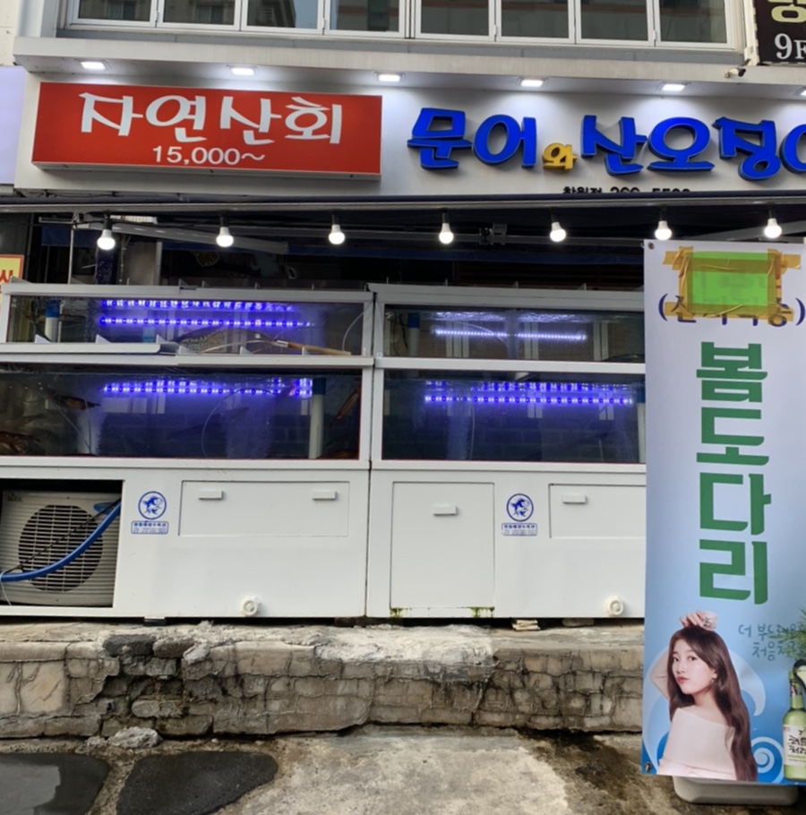 문어와산오징어 이미지