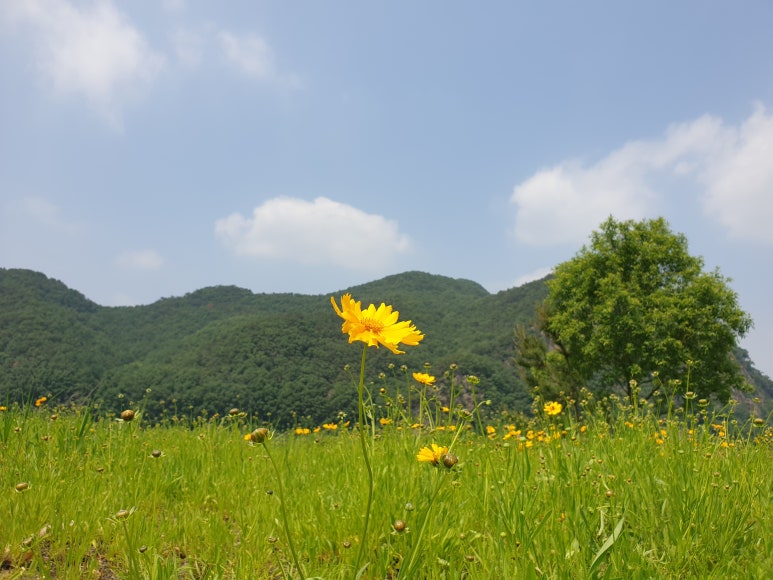 하늘장 이미지