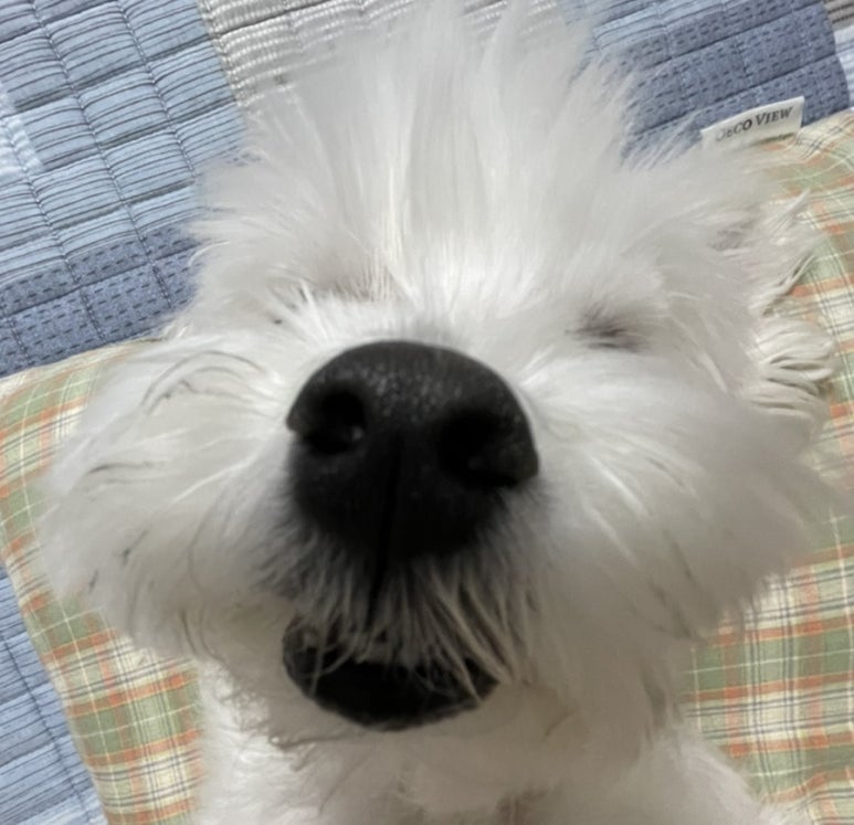 코봉이 이미지