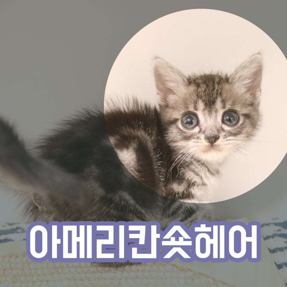 요미헤어 이미지