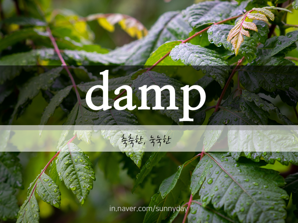 자라다plant 이미지
