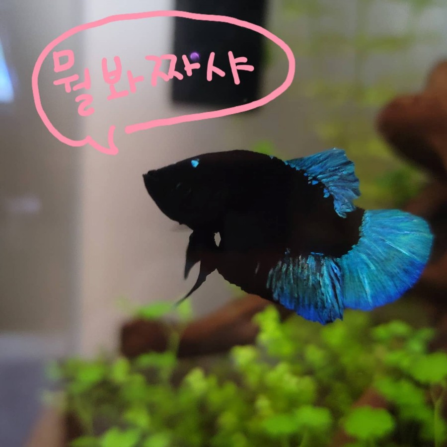베타크루즈 이미지