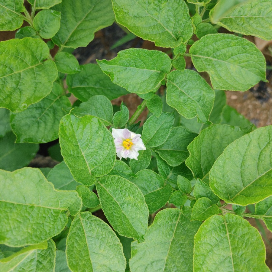 마루네일 이미지