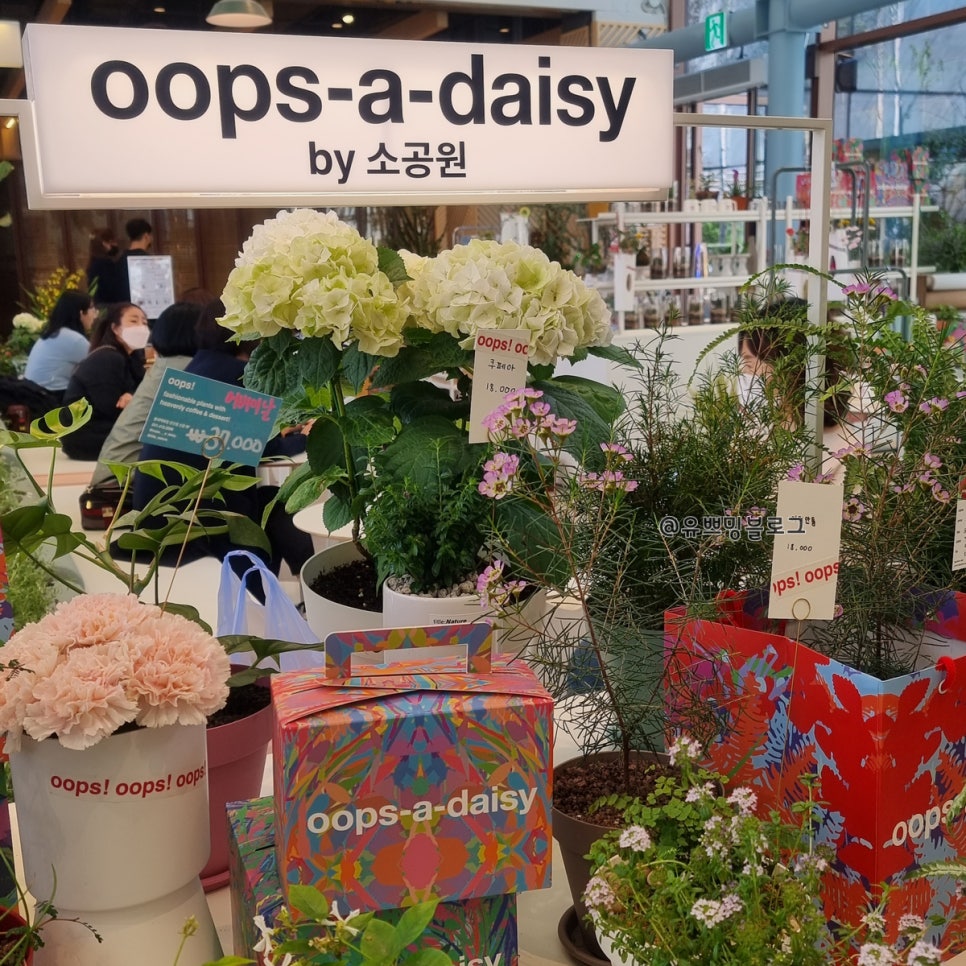 웁스 이미지