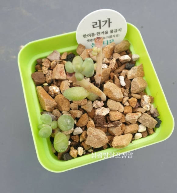 동심다육 이미지