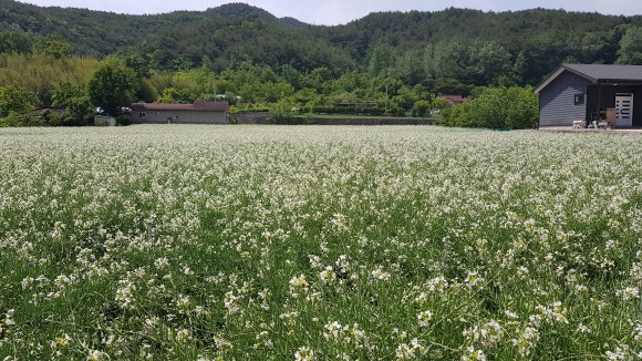 자작나무숲꽃마리 이미지