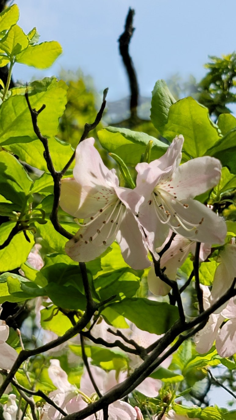 산철죽 군락지 이미지