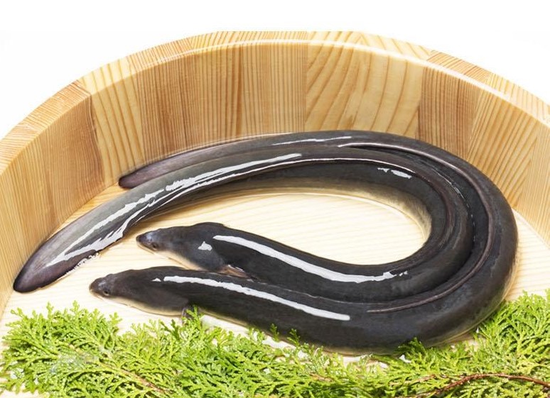 장어구이 이미지