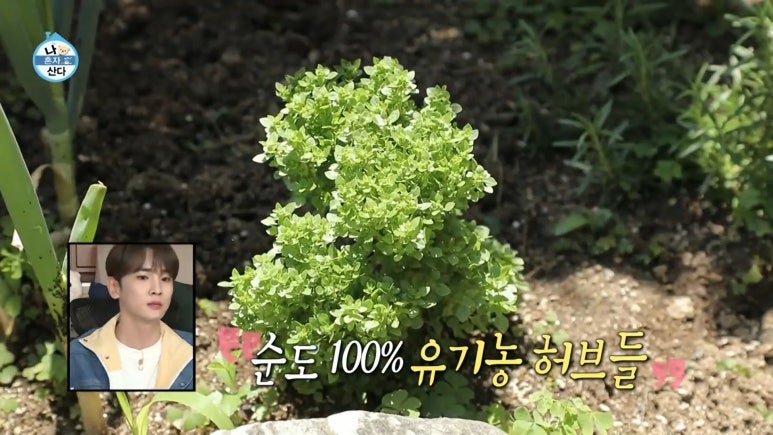하루참치 이미지