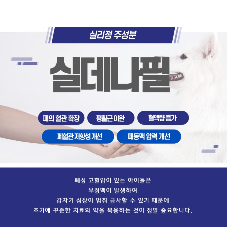 실리(SILI) 이미지
