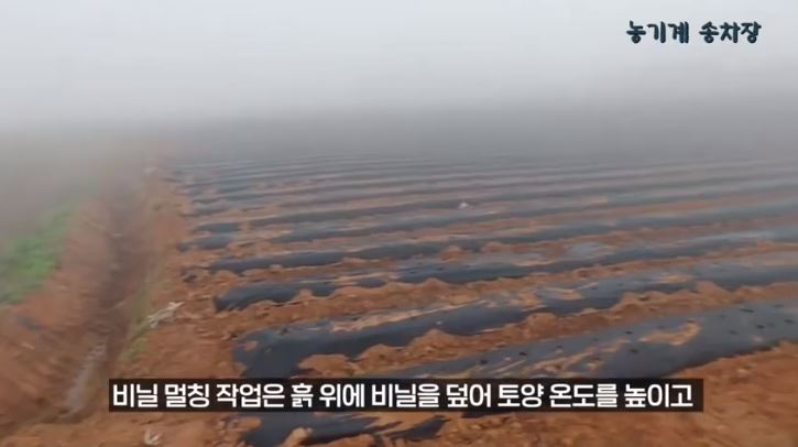 용성땅콩 이미지