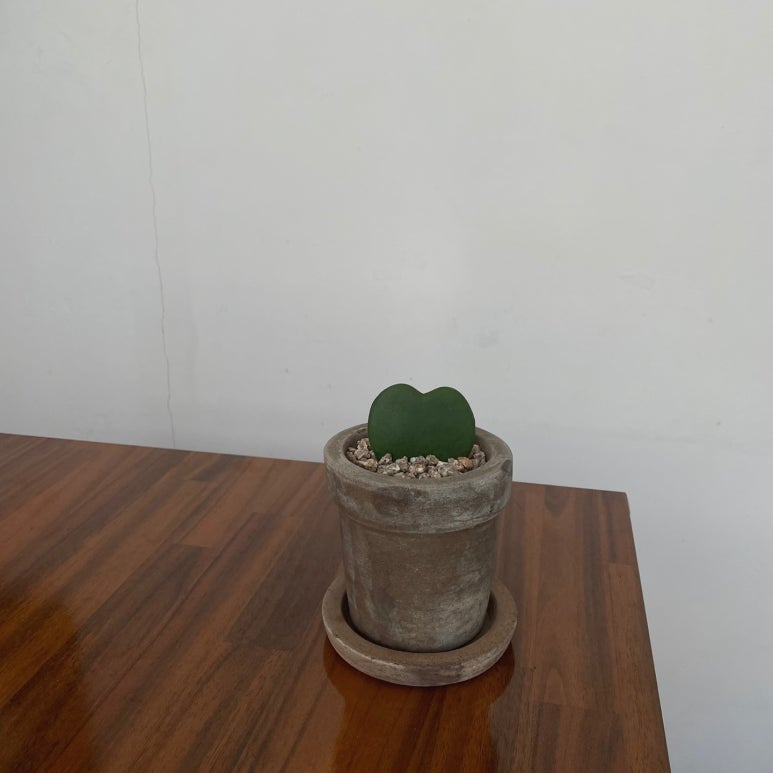 프레클데이 이미지