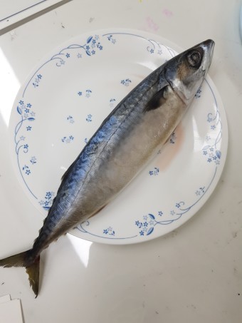 생선 이미지
