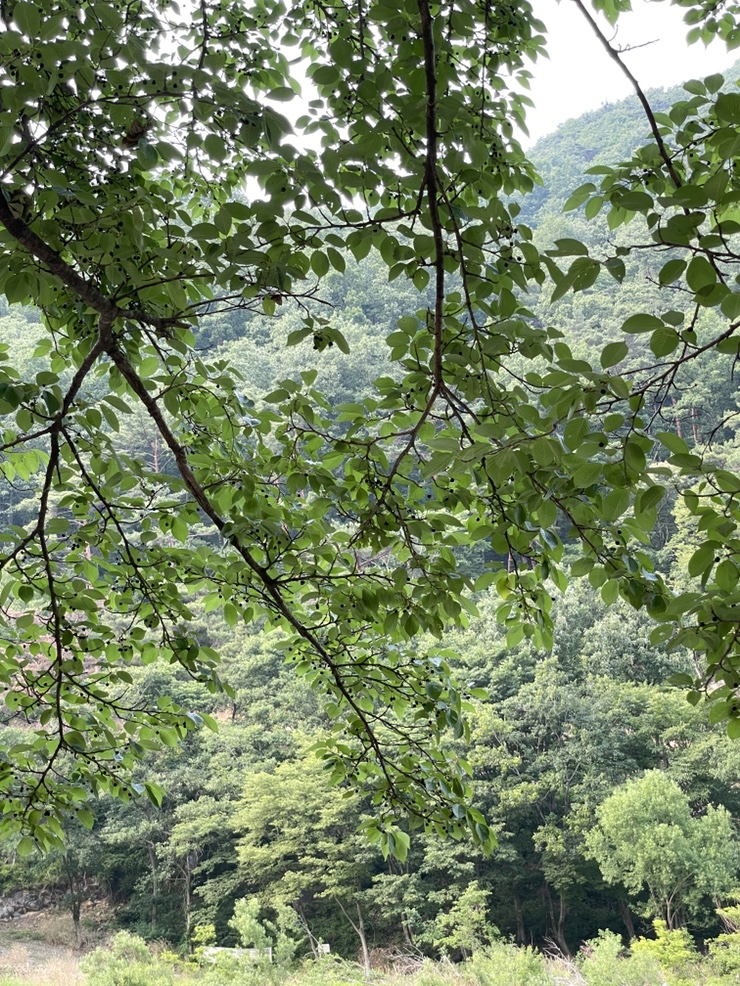 본향상조 이미지
