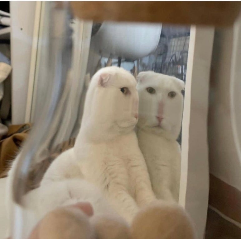 문스톤 이미지