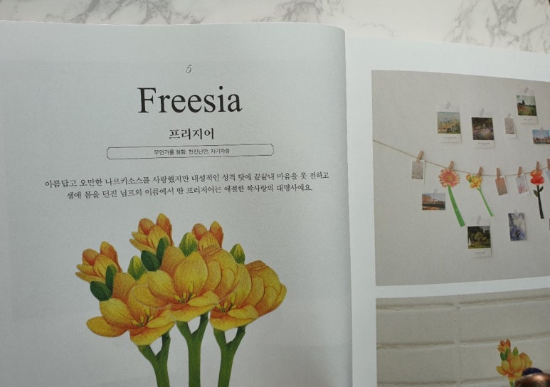 님프플라워 이미지