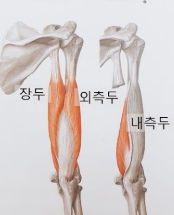 아테나휘트니스 이미지