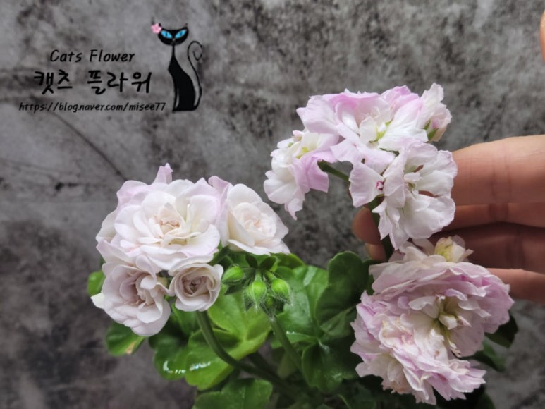 냐옹이네꽃집 이미지