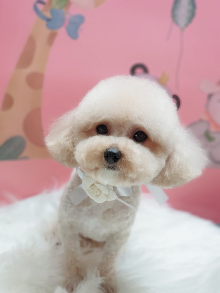예쁜미용 이미지