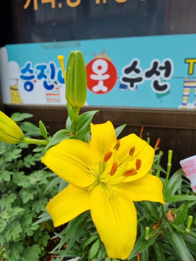나리수선 이미지