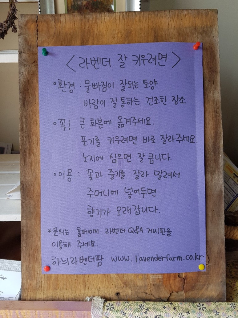 고성라벤더오토캠핑장 이미지