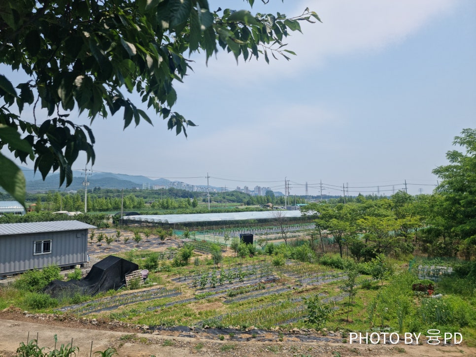 반야월 연꽃마을 협동조합 이미지