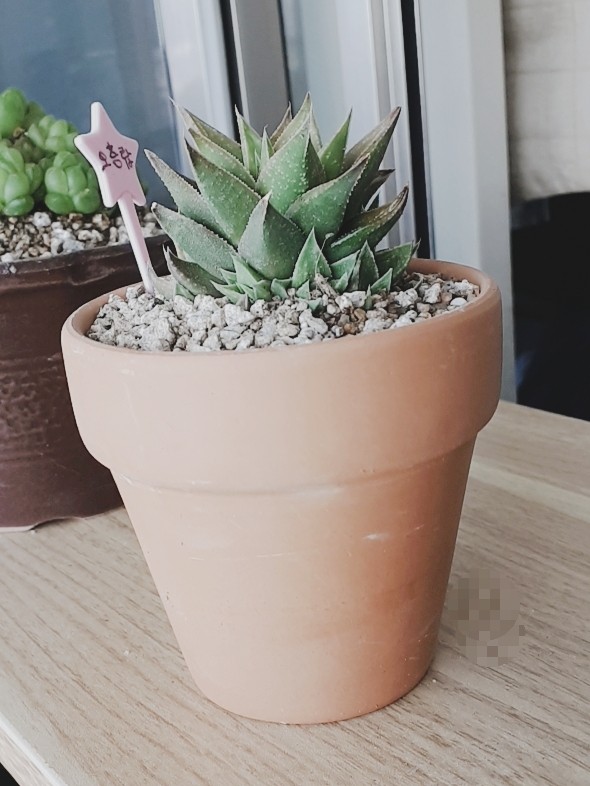 중앙꽃다육 이미지