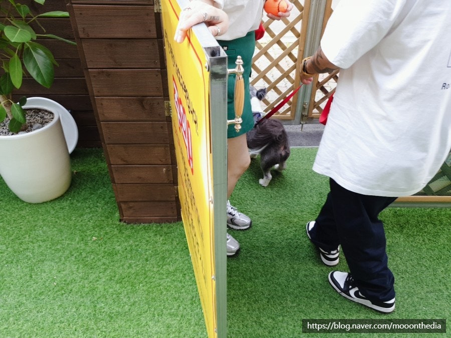 인디퍼피 이미지