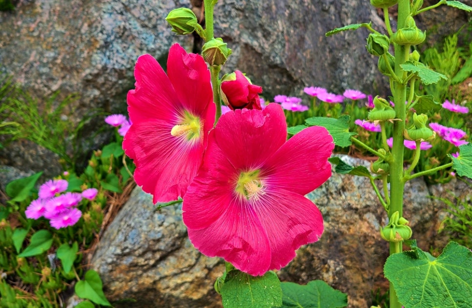 꽃을사랑합니다 이미지