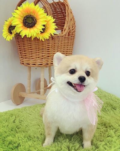 뽀삐미용실 이미지
