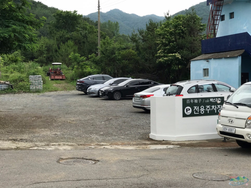 백년유자 이미지