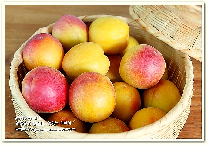 애프리코트(APRICOT) 이미지