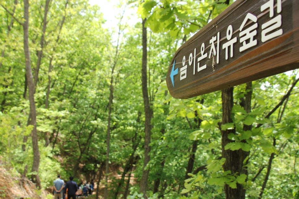 숲테라피 이미지