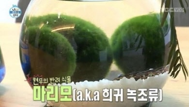 카페마리모 이미지