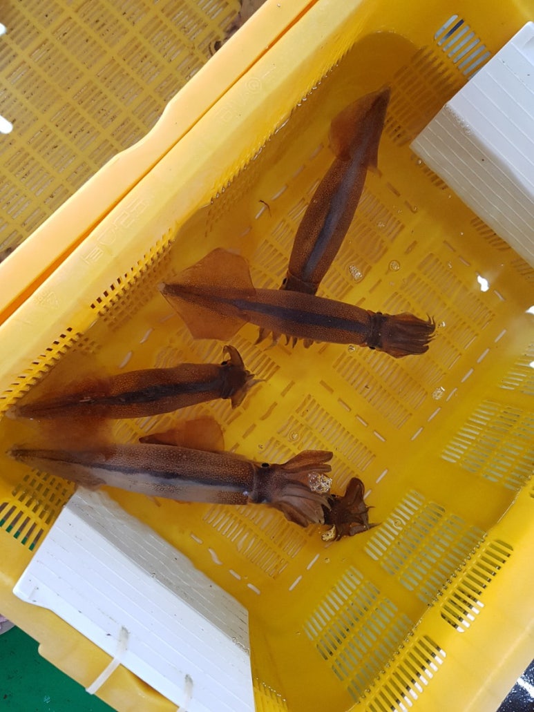 쌍둥이네활어회 이미지