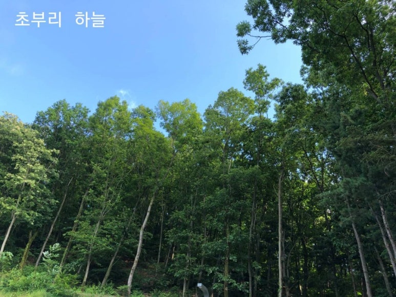 대성상회 이미지