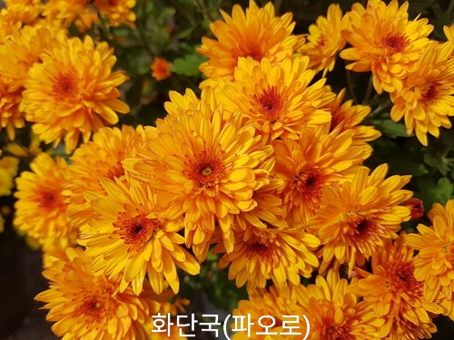 제일분재화원 이미지