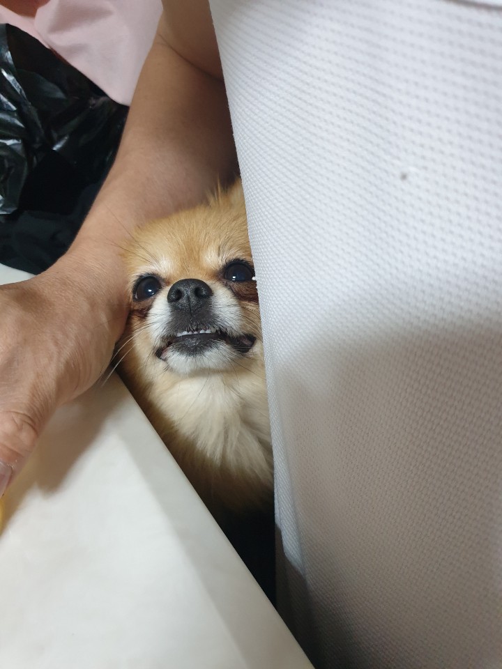 토리짱 이미지