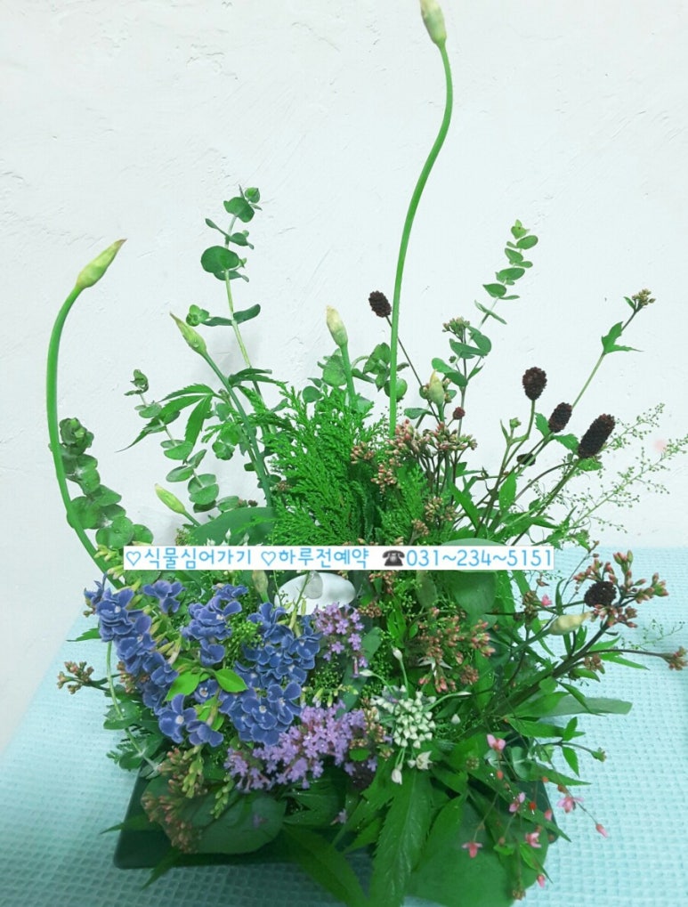 아침향기화원 이미지