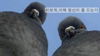 제주스 이미지