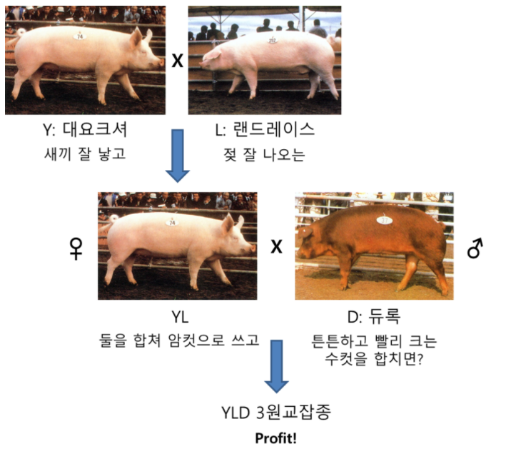 다돼지 이미지