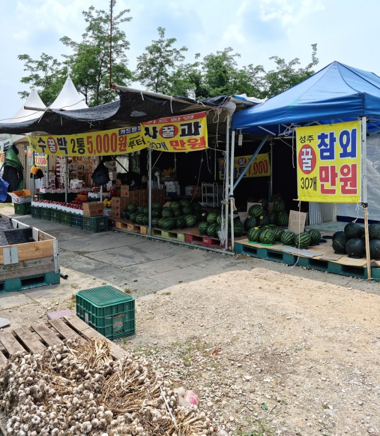 싱싱청과 이미지