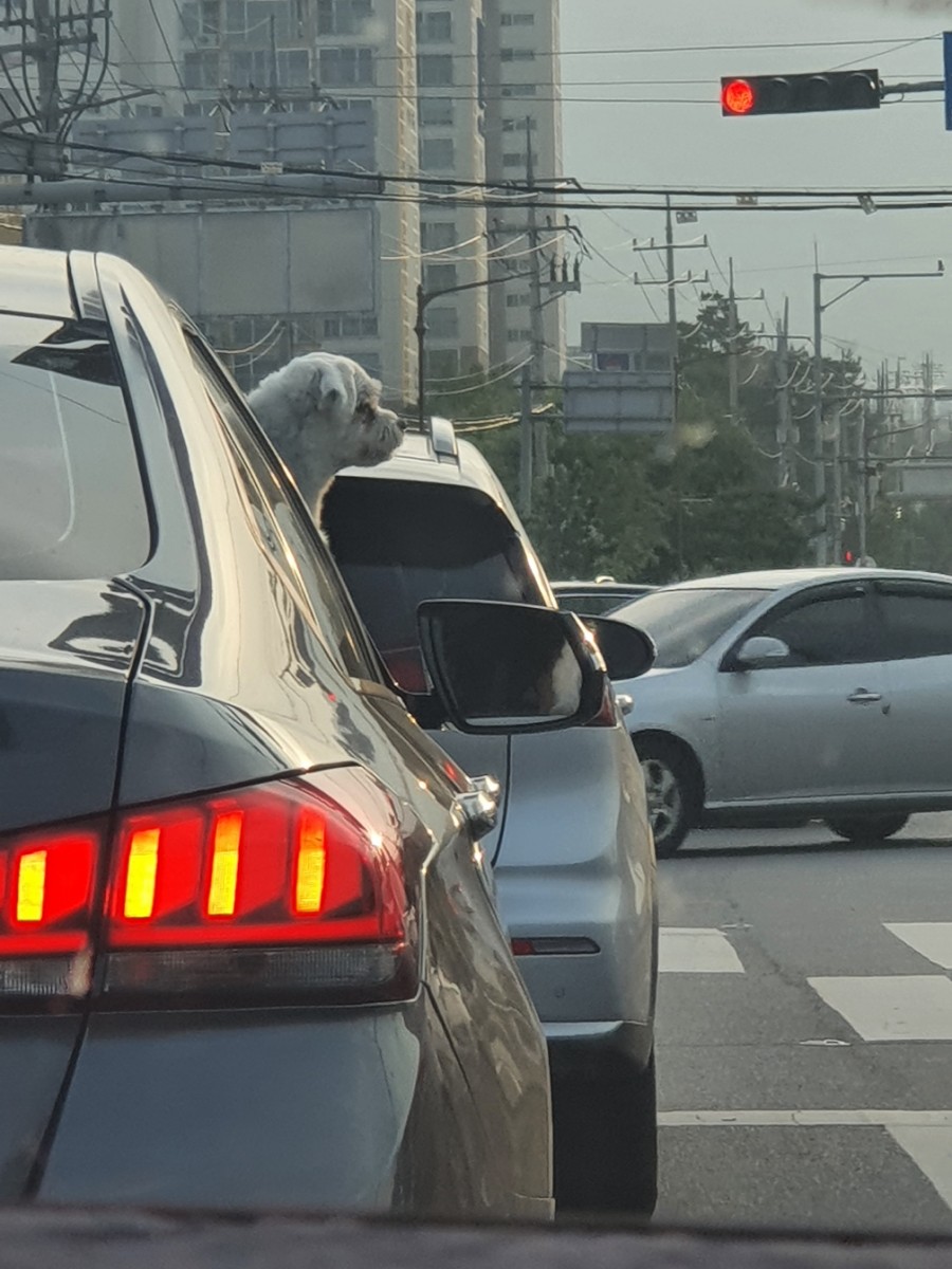 홍주새마을금고주유소 이미지